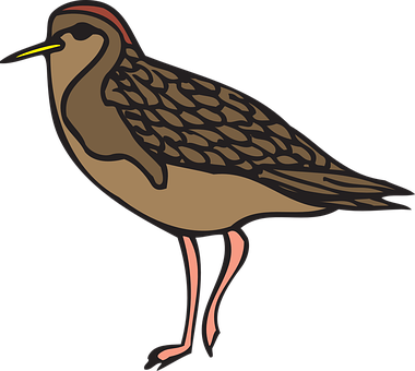 Illustrated Brown Shorebird