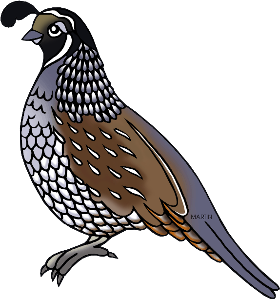 Illustrated California Quail