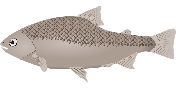 Illustrated Cartoon Fish