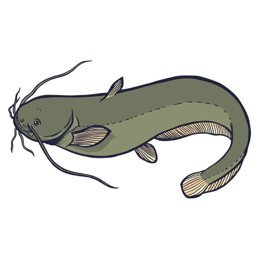 Illustrated Catfish Graphic