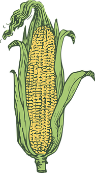 Illustrated Corn Cob PNG with transparent background