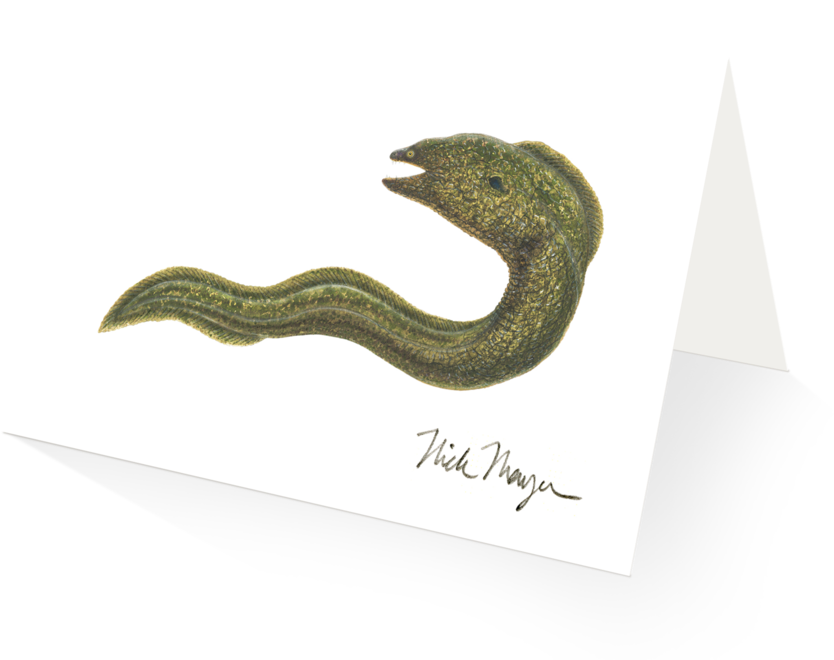 Illustrated Eel Artwork