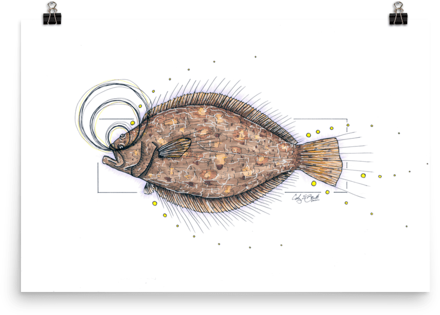 Illustrated Flounder Sketch