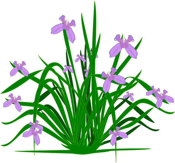 Illustrated Lavender Plant PNG with transparent background