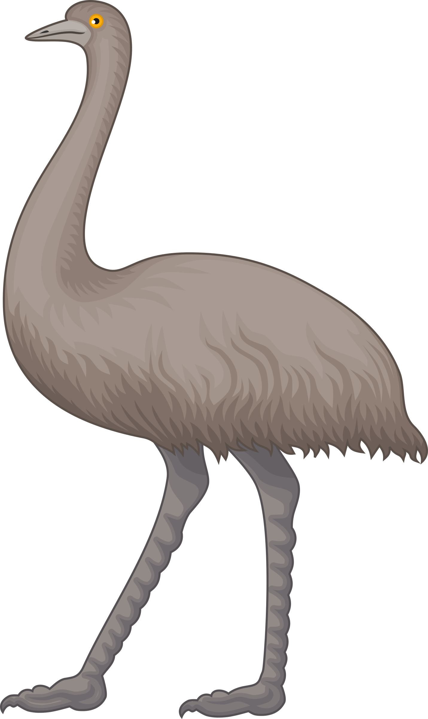 Illustrated Ostrich Standing