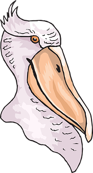 Illustrated Pelican Head Profile