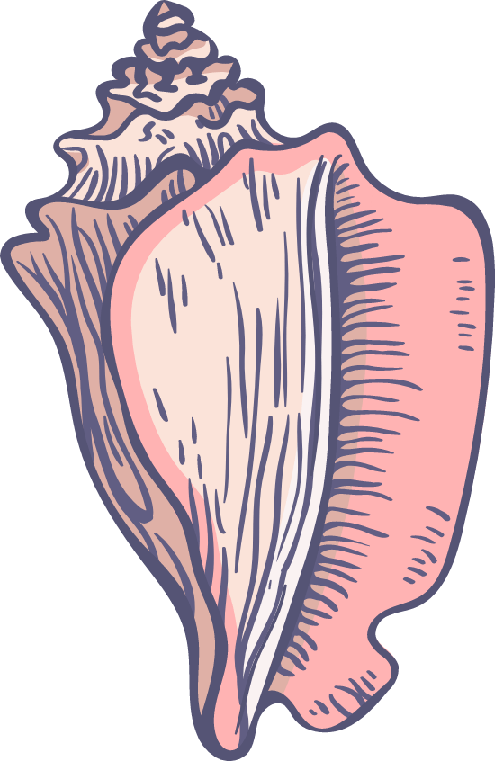 Illustrated Pink Conch Shell