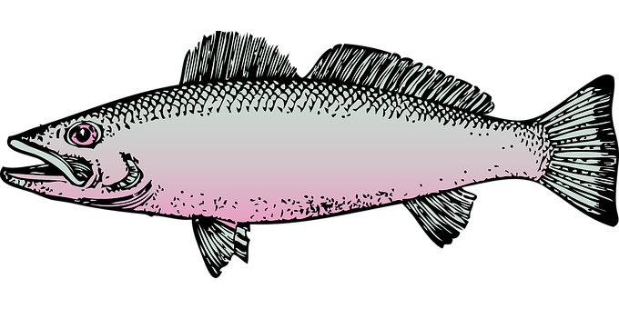 Illustrated Pink Salmon