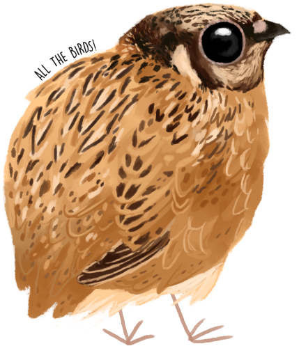 Illustrated Quail Portrait