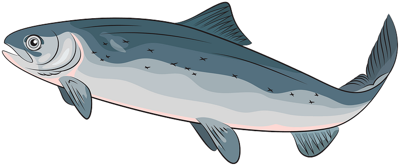 Illustrated Salmon Side View