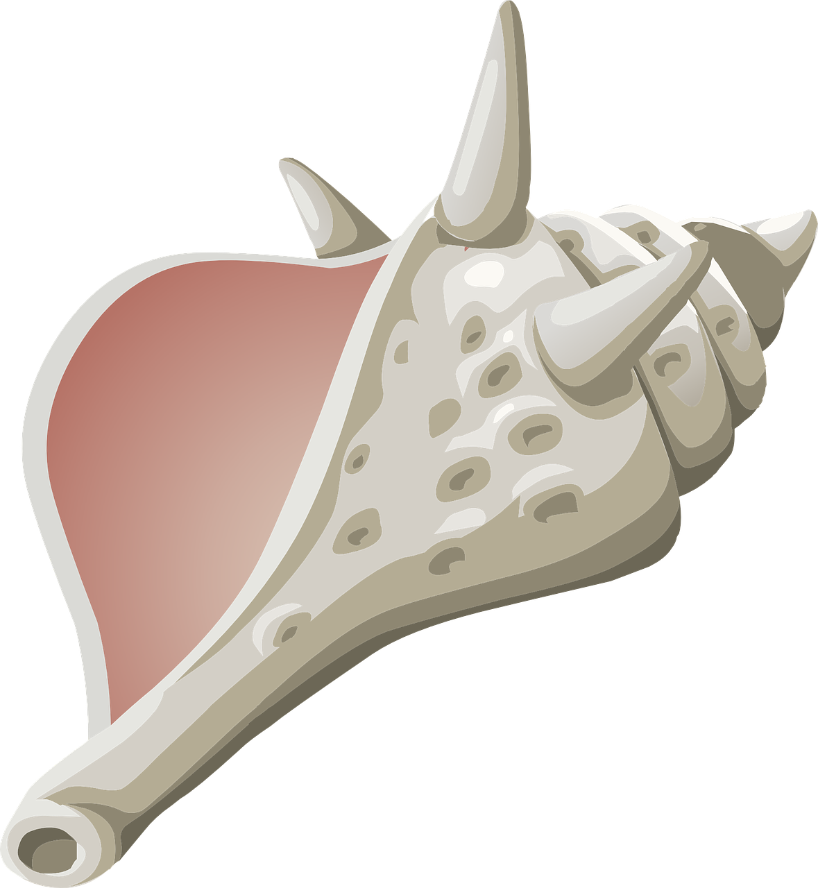 Illustrated Sea Conch Shell