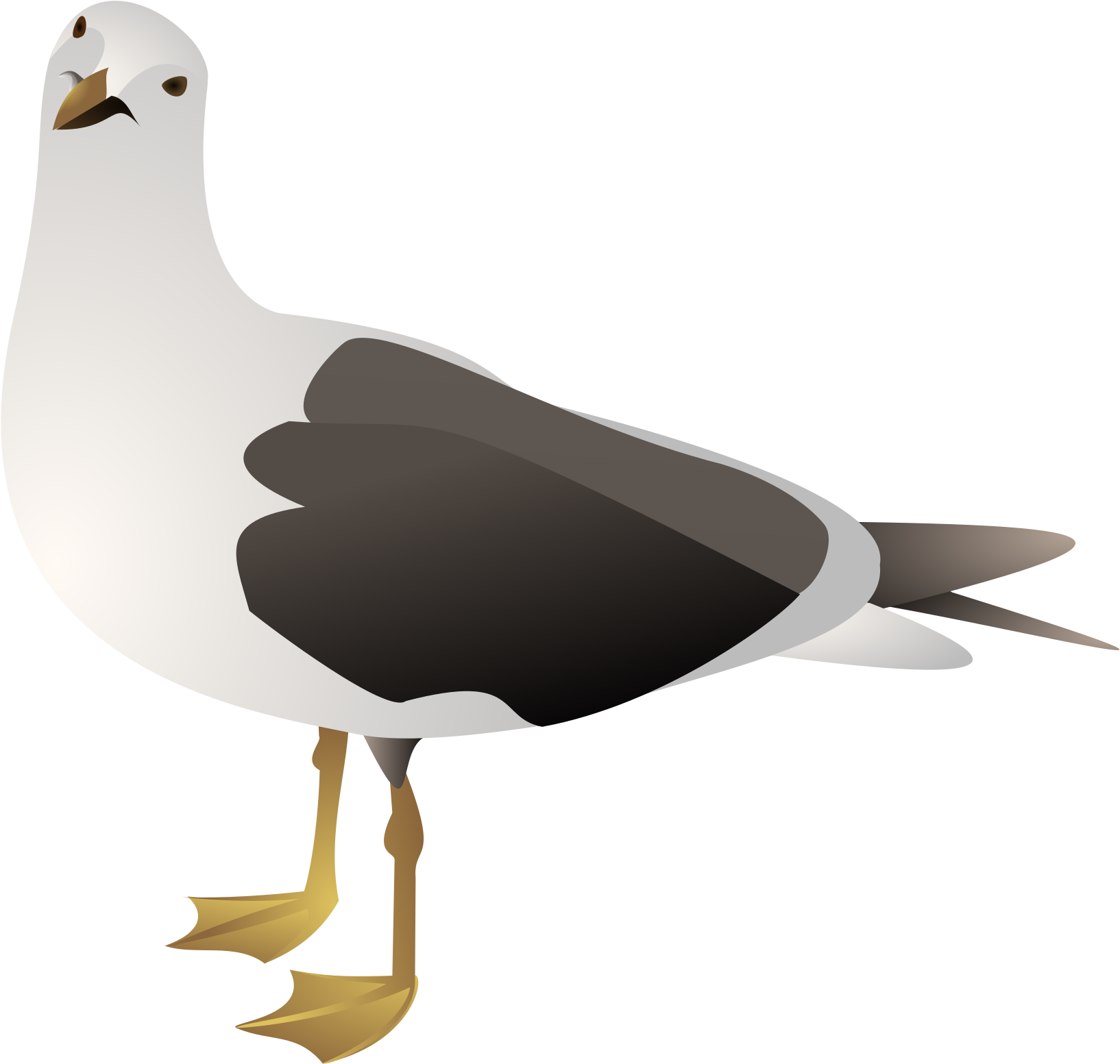 Gulls Clipart , Png Download - Seagull Clip Art Png, Transparent Png PNG with transparent background