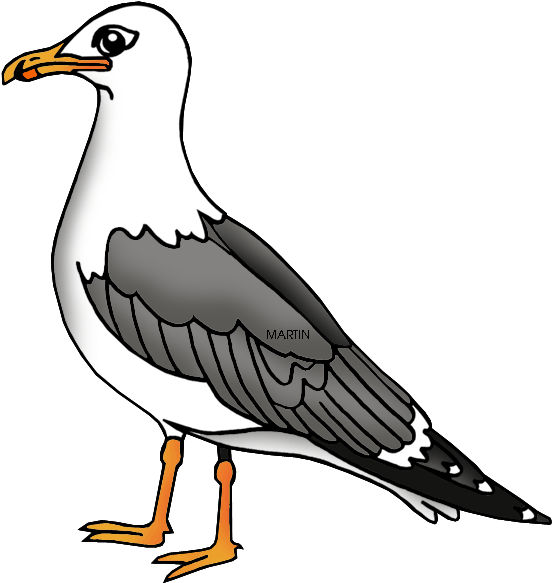 Transparent Bird Clipart - Seagull Clipart, HD Png Download PNG with transparent background