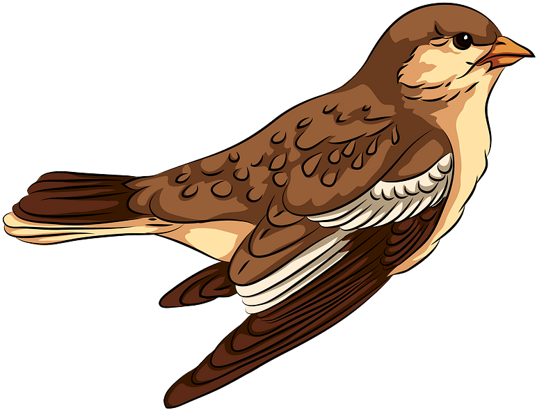 Illustrated Sparrow Profile