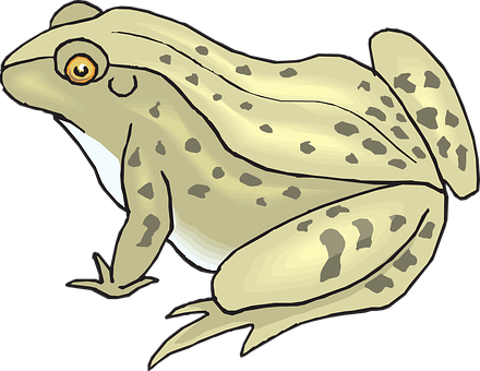 Illustrated Spotted Frog PNG with transparent background