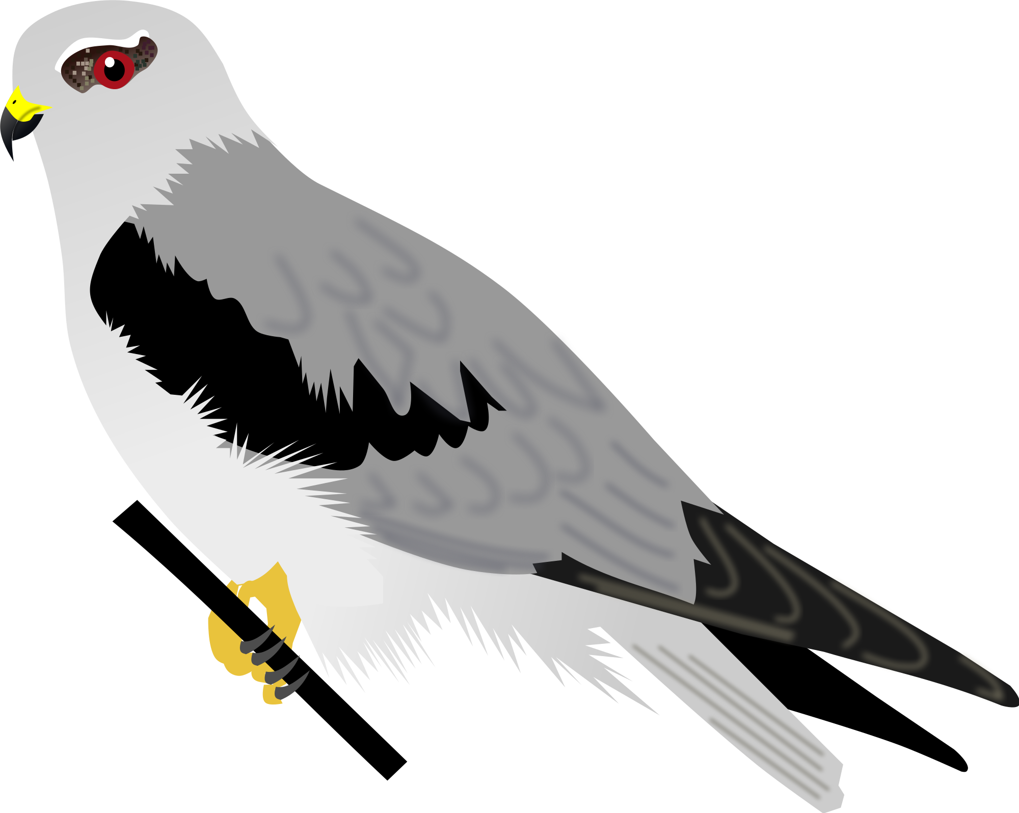 Illustrationof White Bellied Sea Kite