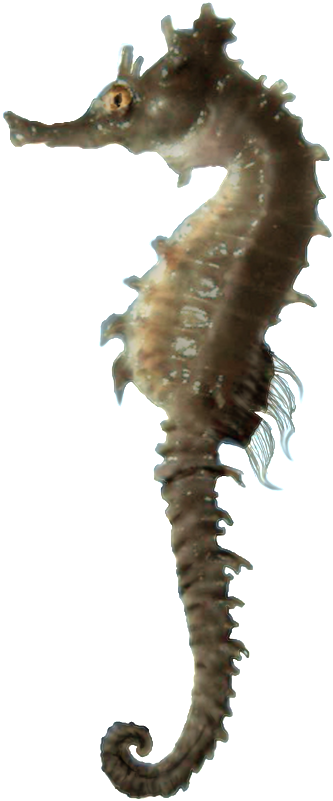 Images Download Seahorse Png Free - Sea Horse Hd Png, Transparent Png PNG with transparent background