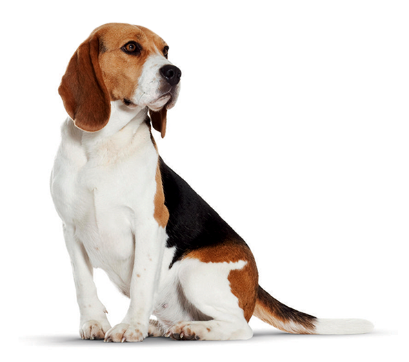 Images In Collection Page - Little Dog Png, Transparent Png PNG with transparent background