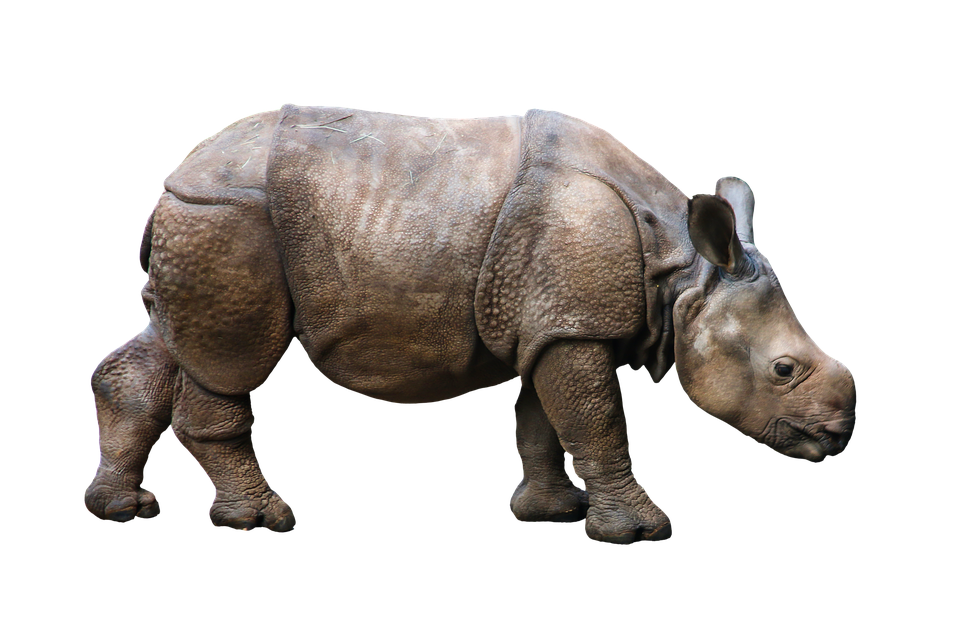 Indian Rhinoceros Isolatedon Gray Background