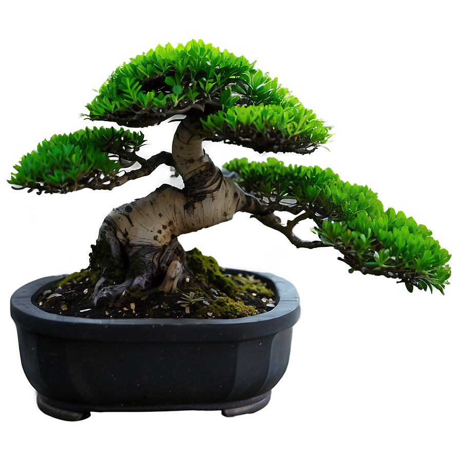 Indoor Bonsai Tree Png Opy