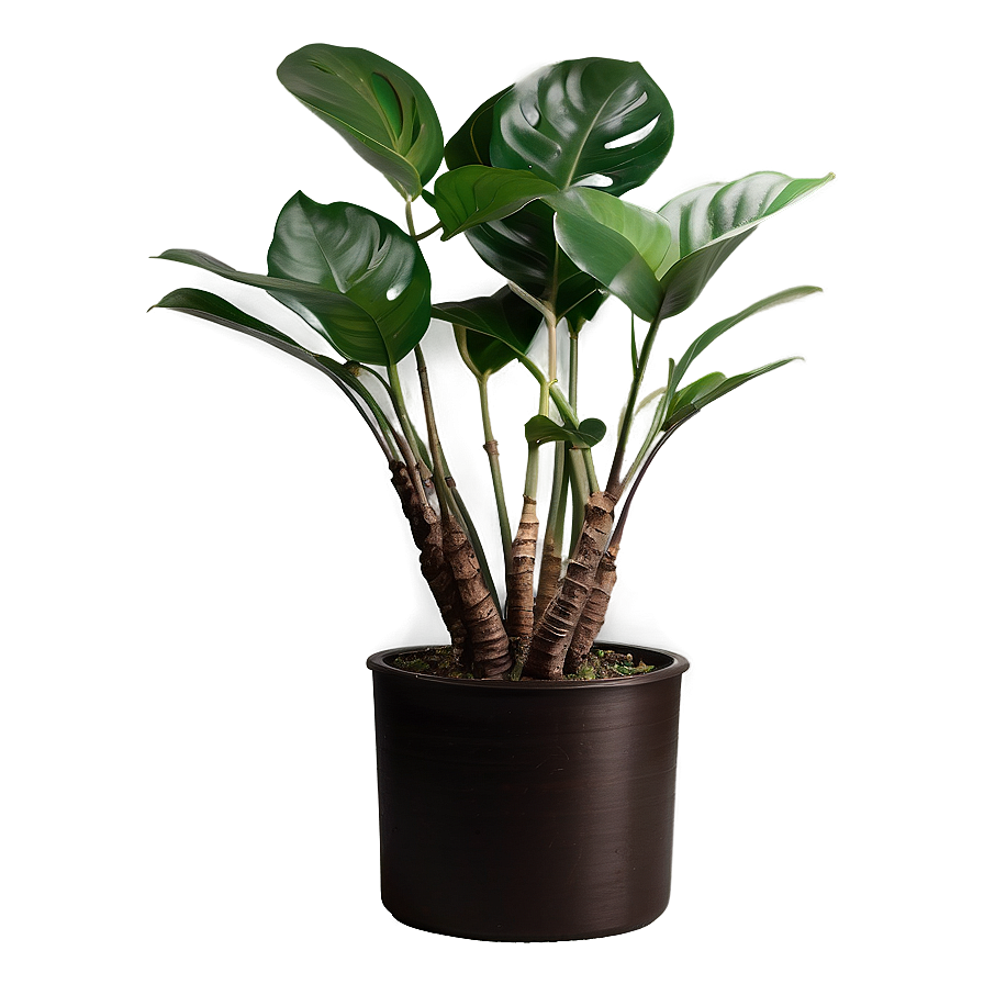 Indoor Floor Plant Png 06282024