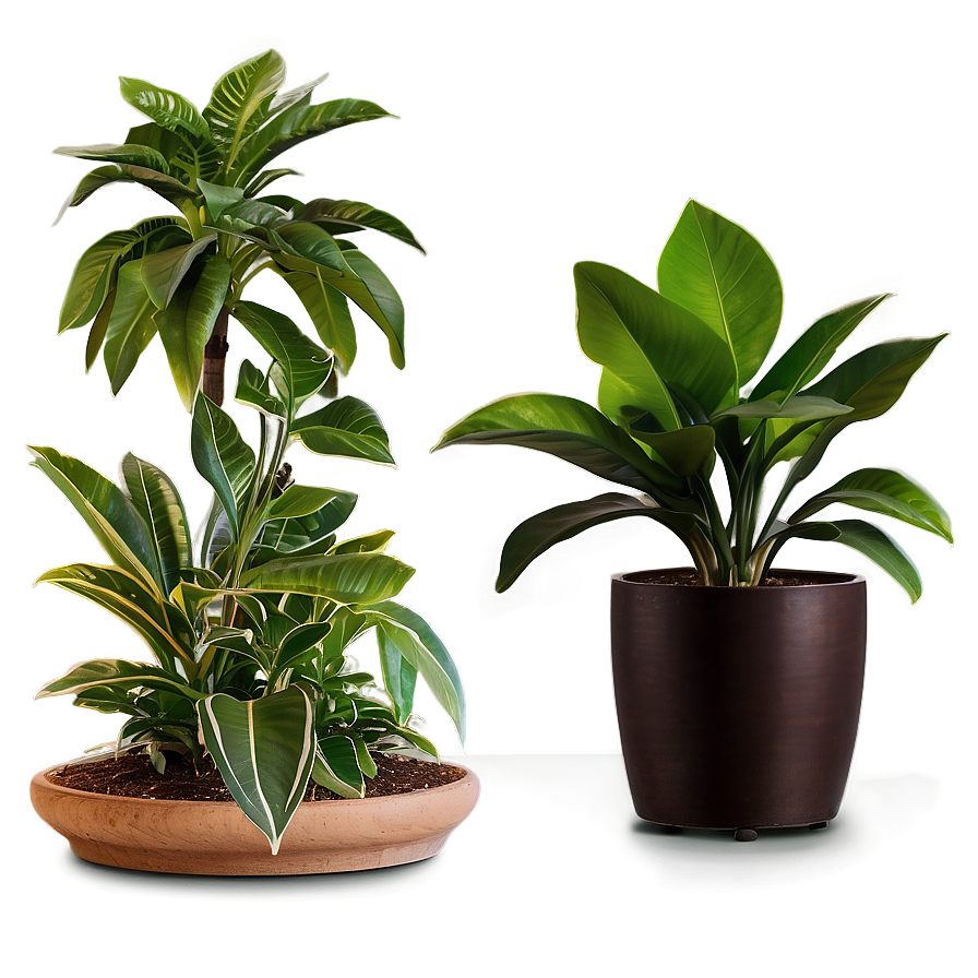 Indoor Floor Plant Png Uqu