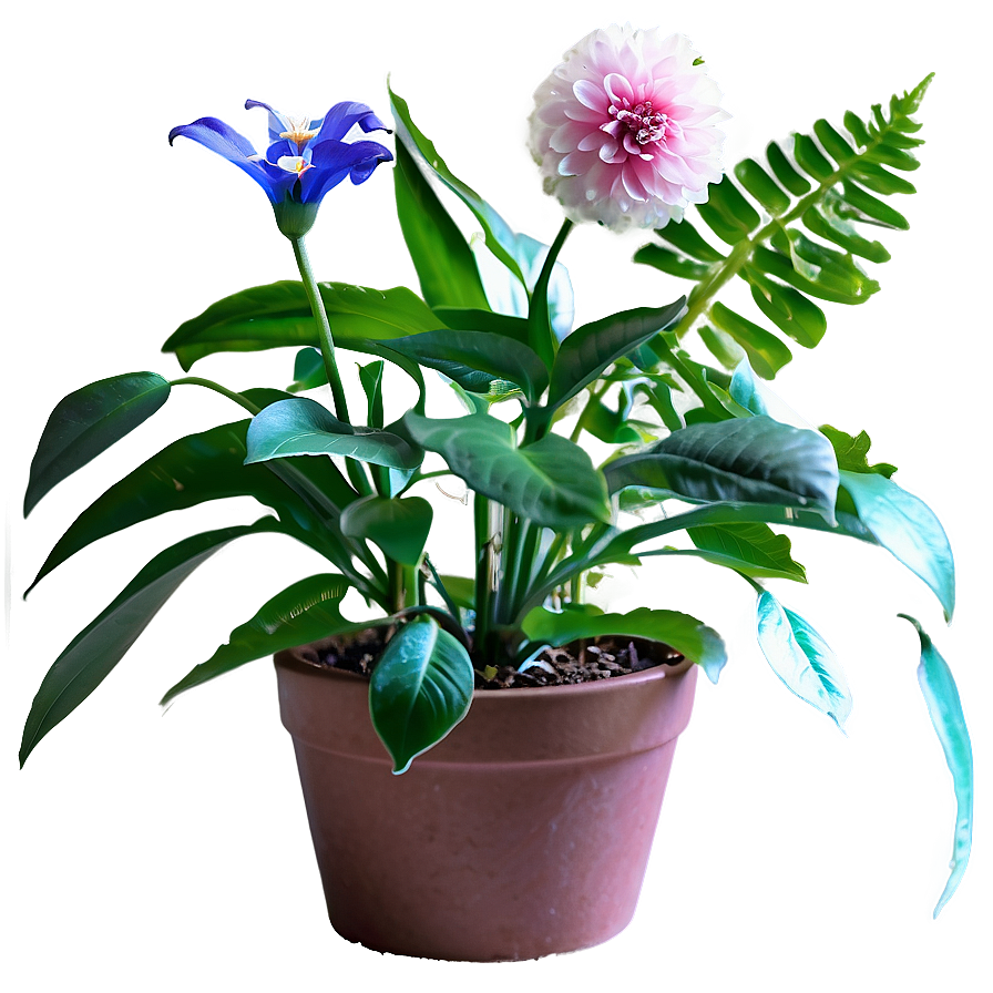 Indoor Flowering Plants Png 22