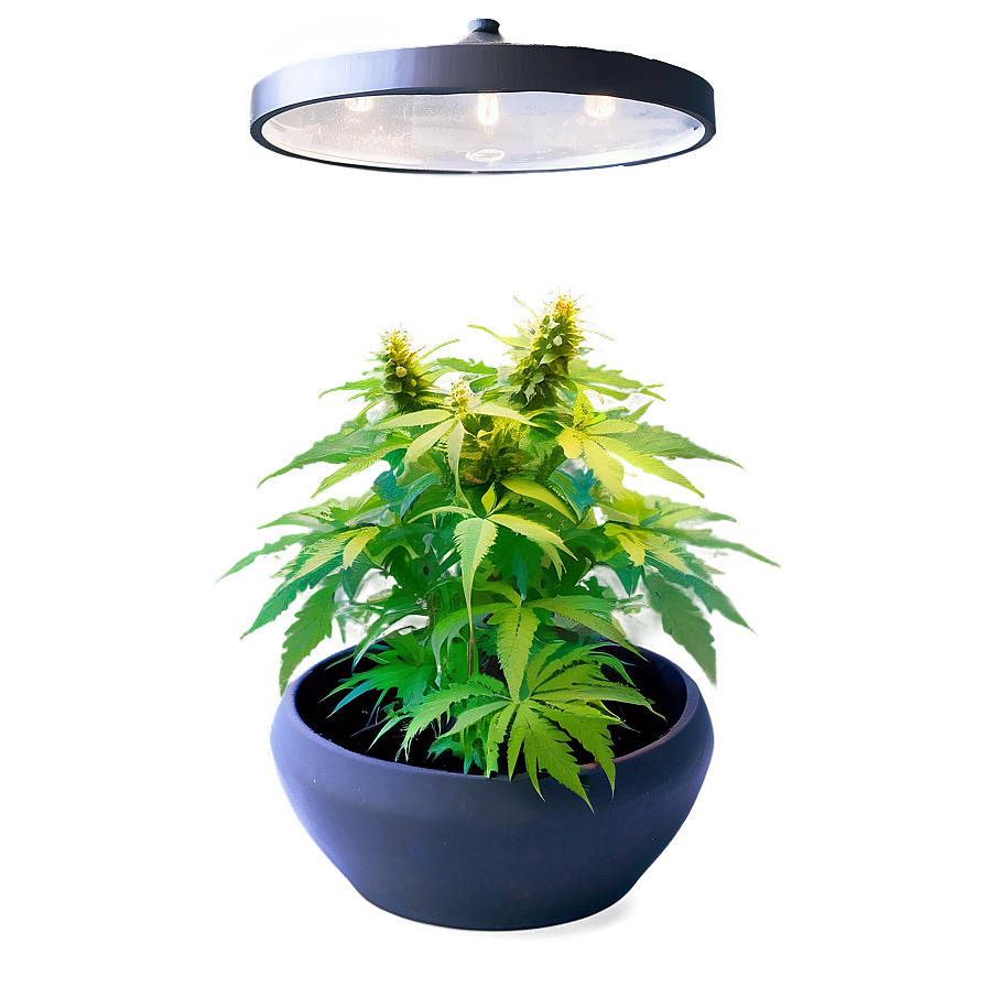 Indoor Grow Weed Png 36