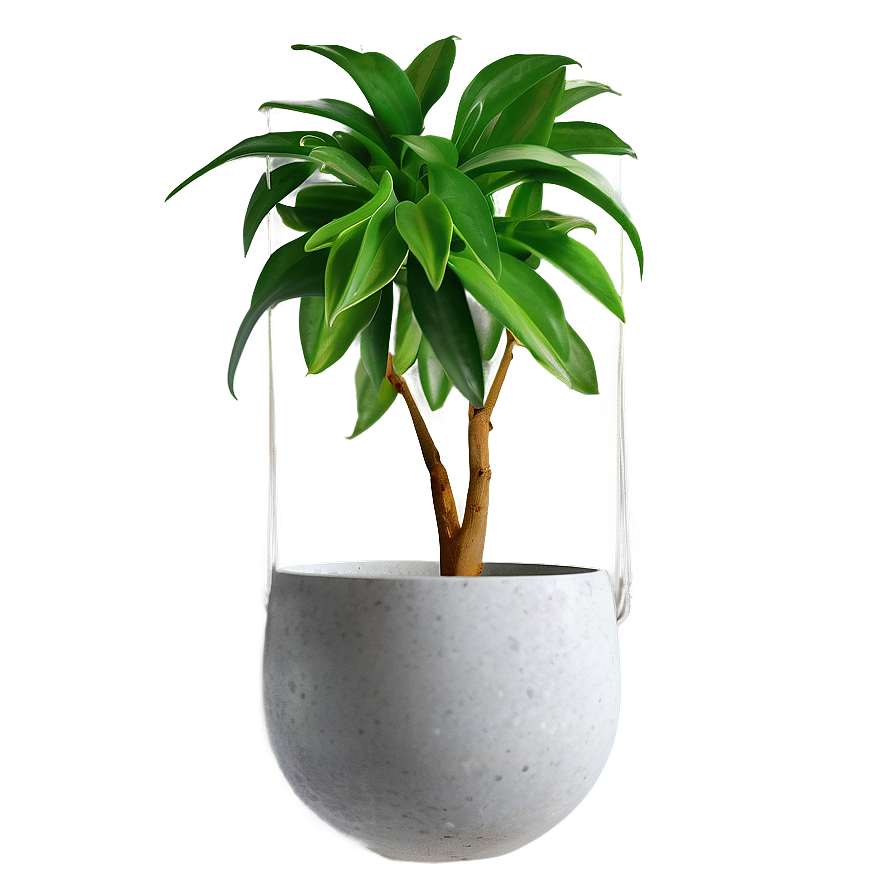 Indoor Hanging Plant PNG srh PNG with transparent background