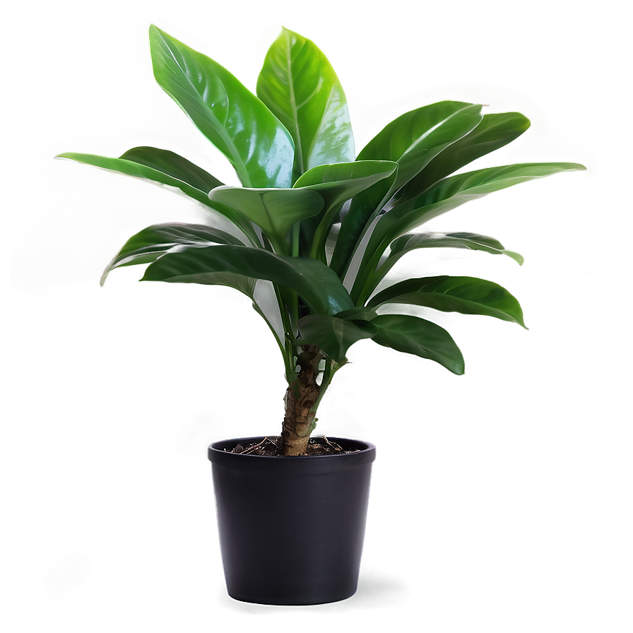 Indoor Plant Png 05032024