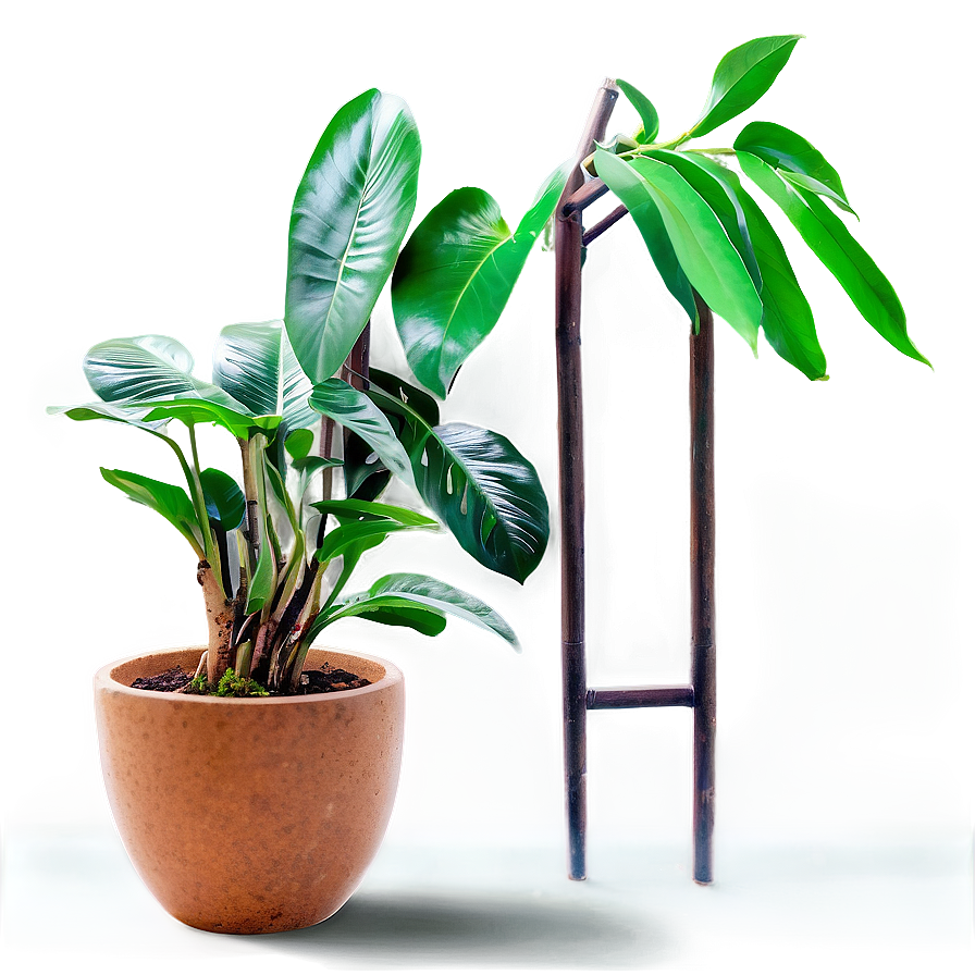 Indoor Plant Png 26