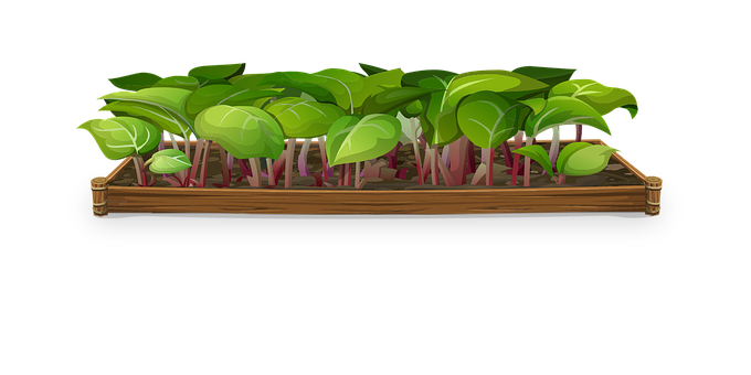 Indoor_ Plant_ Sprouts_in_ Wooden_ Box PNG with transparent background