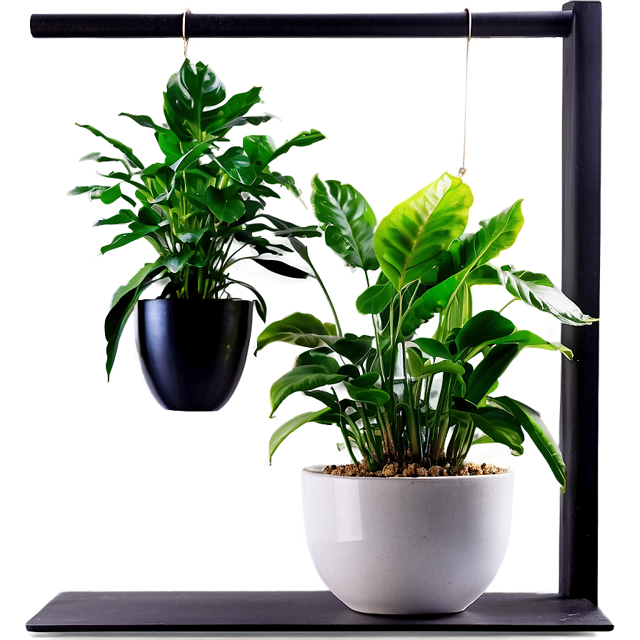 Indoor Plants For Health Png 06252024