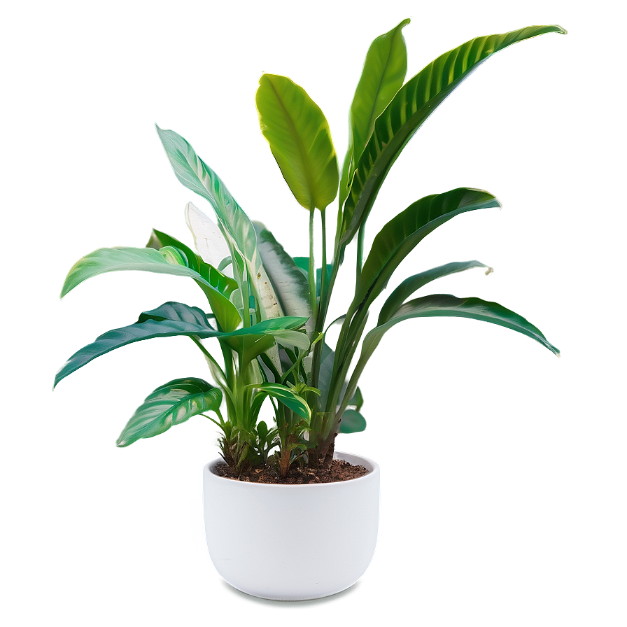 Indoor Plants For Health Png 06252024