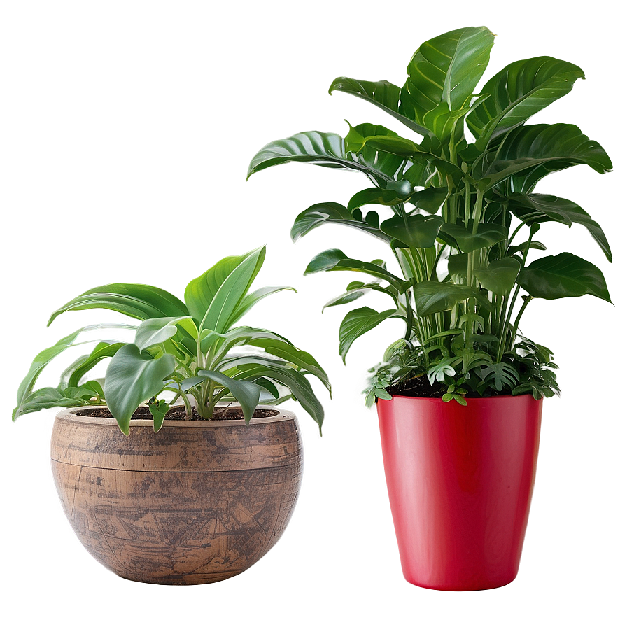 Indoor Plants In Pots Png Dkr