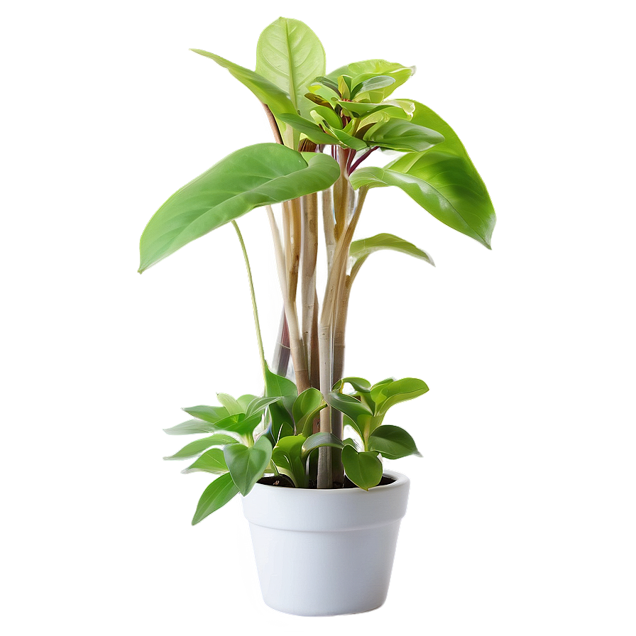 Indoor Plants In Pots Png Jbi69