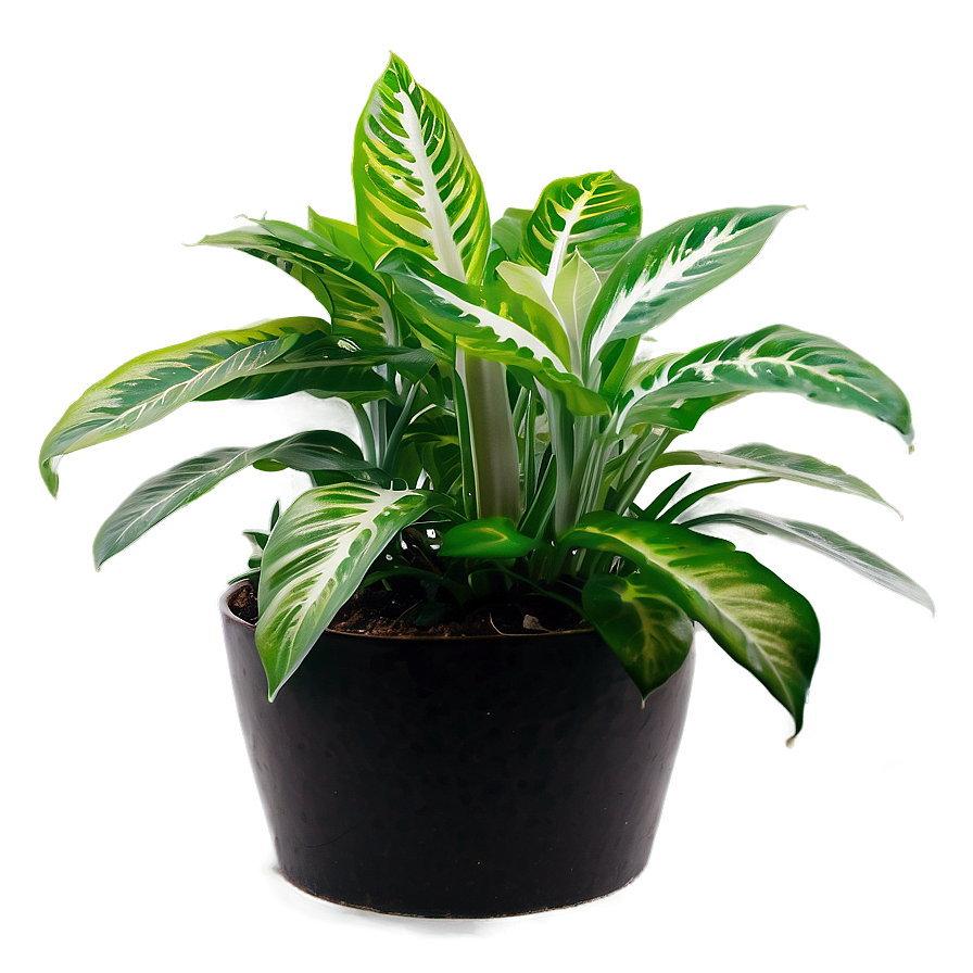 Indoor Plants Png 05042024