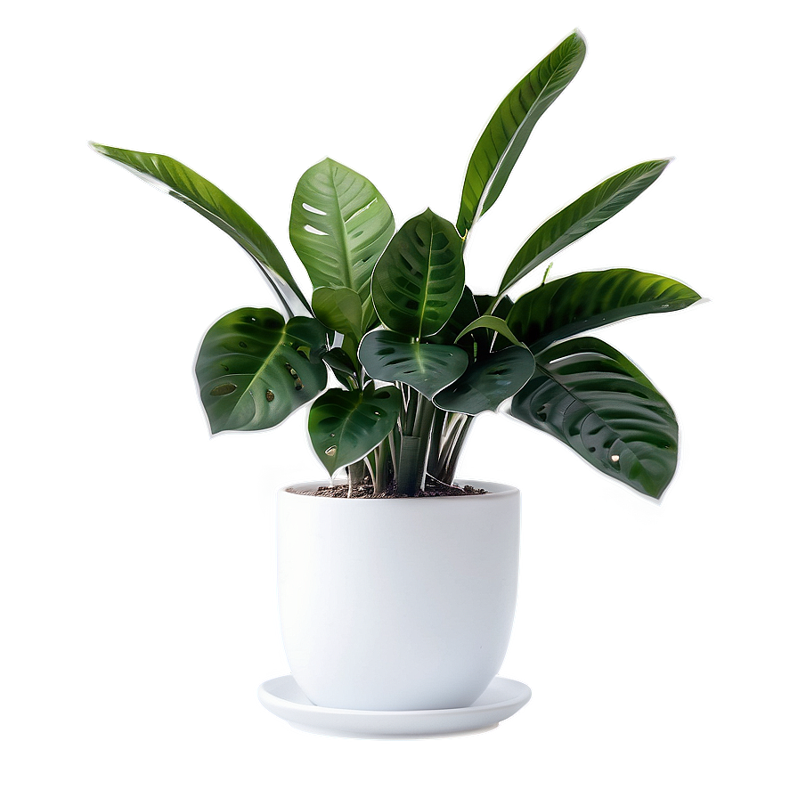 Indoor Plants Png Sws44