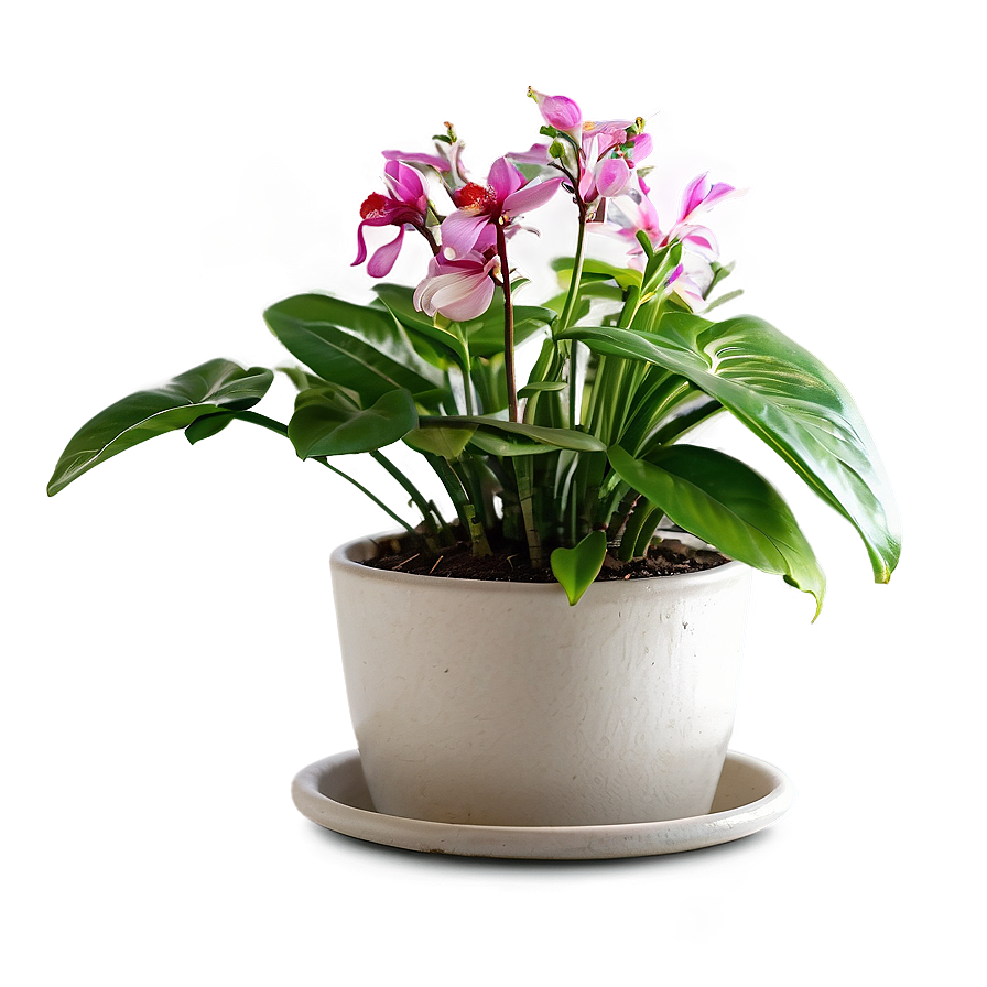 Indoor Plants With Flowers Png 06252024