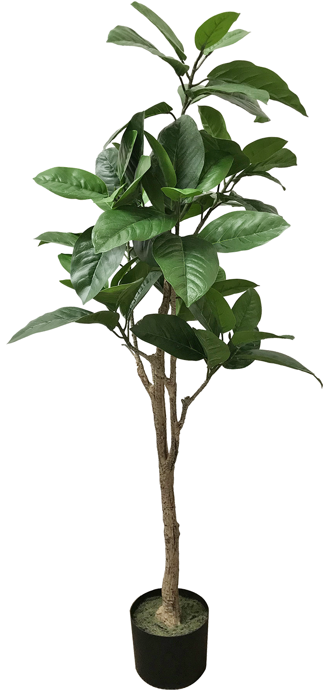 Indoor Potted Tropical Tree