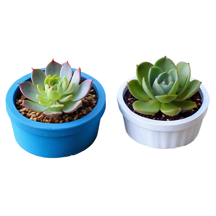 Indoor Succulent Pots Png 39