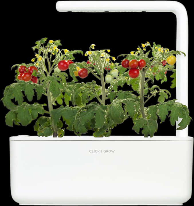 Indoor Tomato Plant Growth L E D Light System