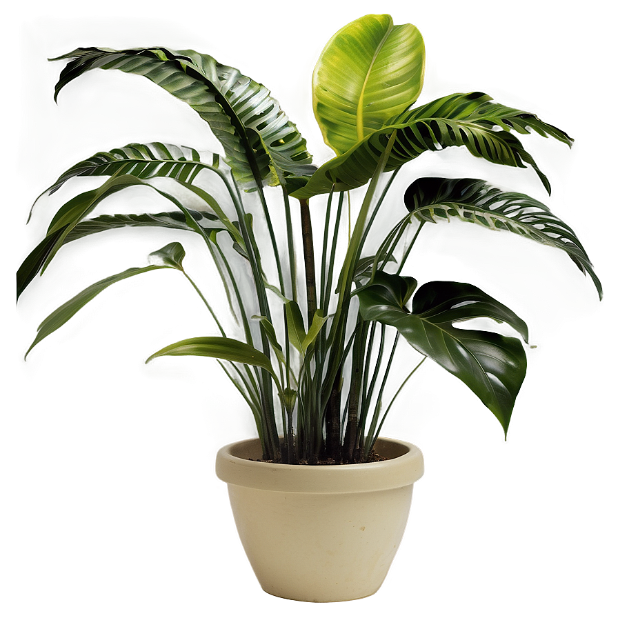 Indoor Tropical Plants Png 06252024