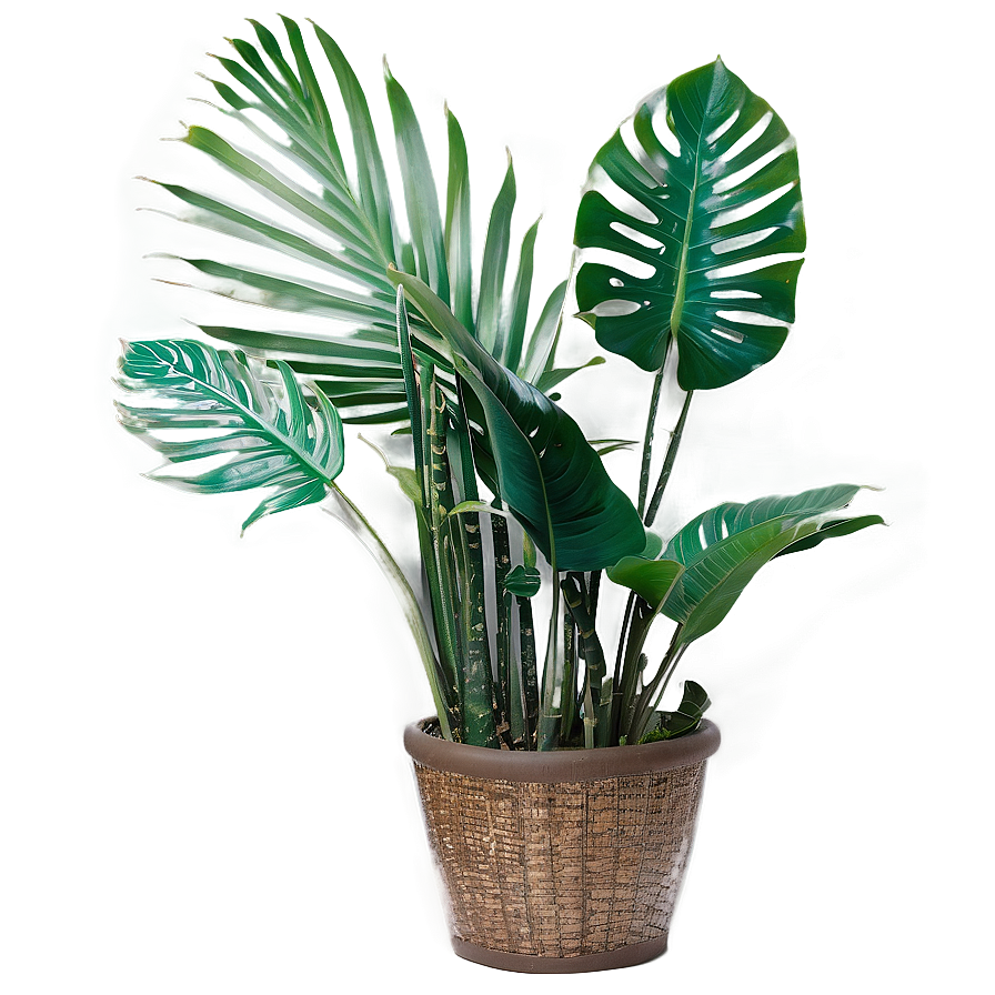 Indoor Tropical Plants Png 54