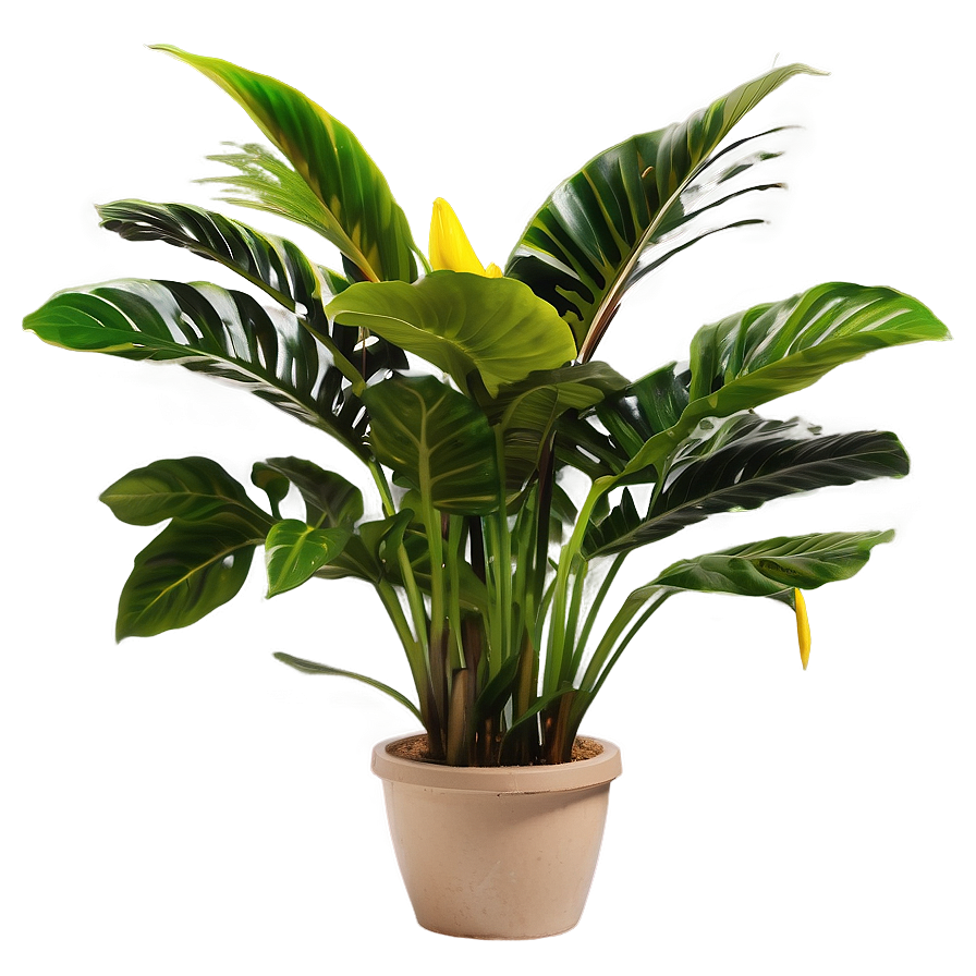 Indoor Tropical Plants Png Pmu