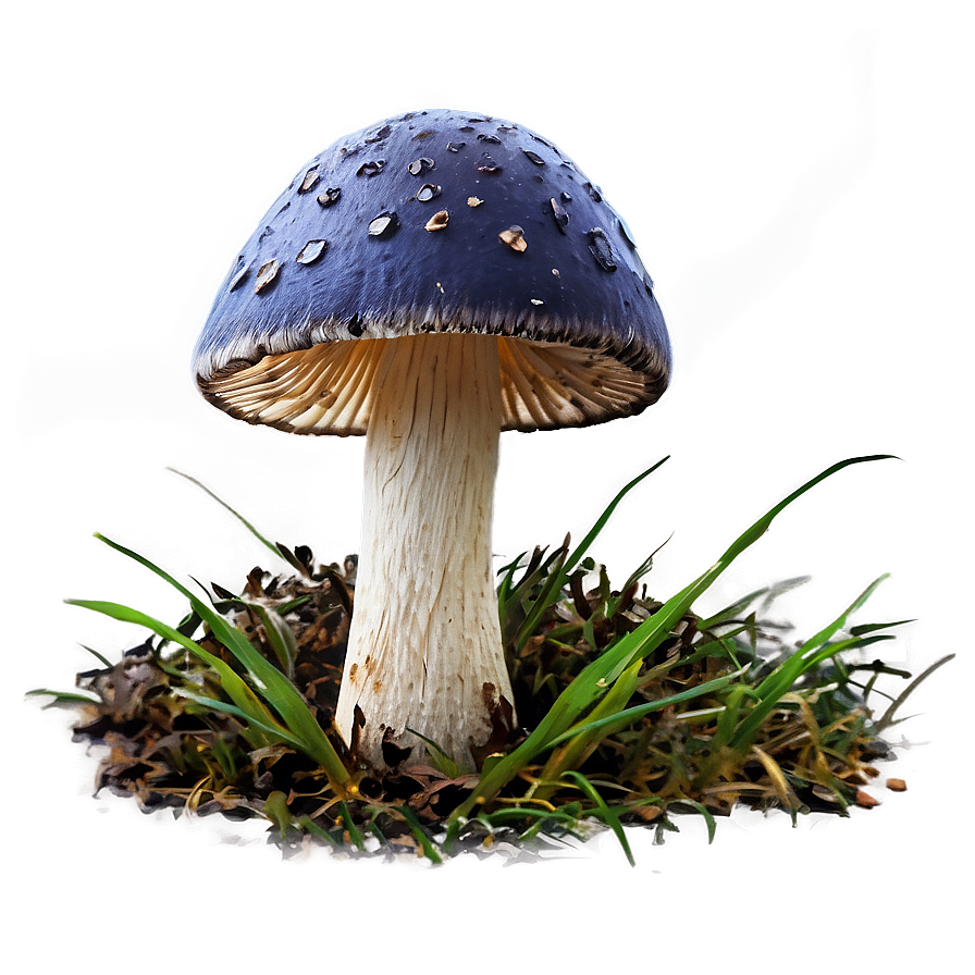 Ink Cap Fungus Png 75