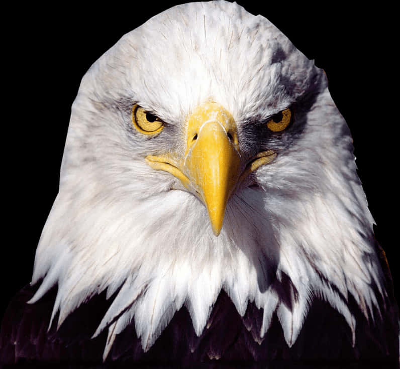 Bald Eagle Transparent Image Bird Graphic - Bald Eagle Transparent Background, HD Png Download PNG with transparent background