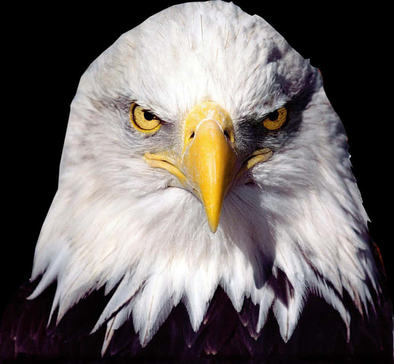 Intense Bald Eagle Portrait