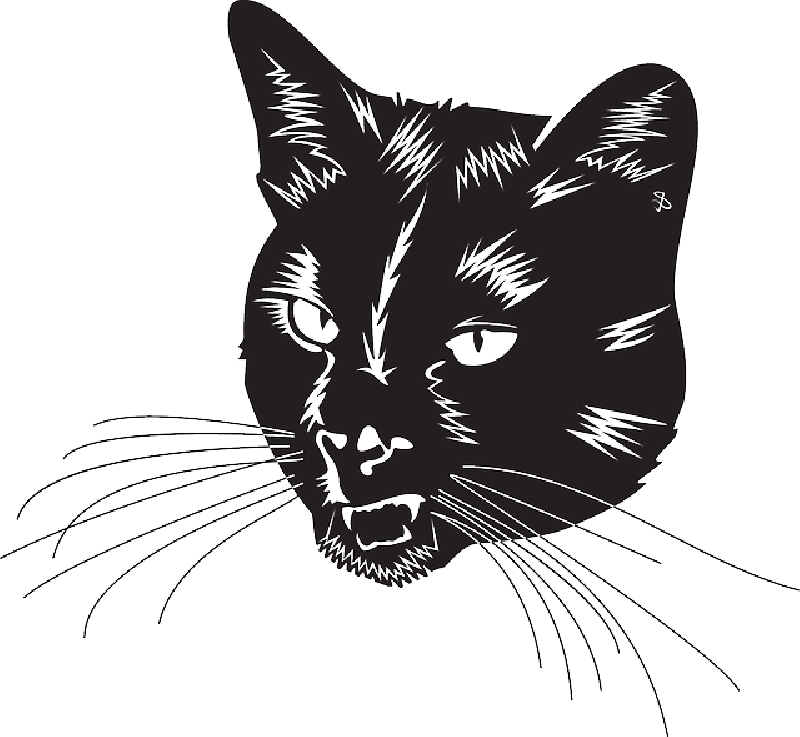 Black Cat Head With Whiskers - Black Cat Head Vector, HD Png Download PNG with transparent background