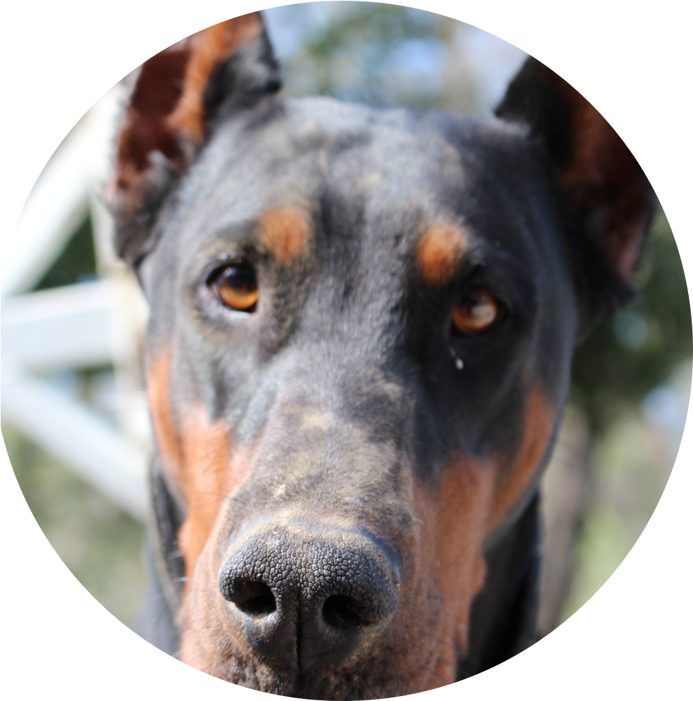 Intense Doberman Face Closeup